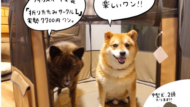 柴犬と甲斐犬 室内飼育してみてわかる性格の違い Diy解放区 柴犬と甲斐犬 室内飼育してみてわかる性格の違い Diy解放区